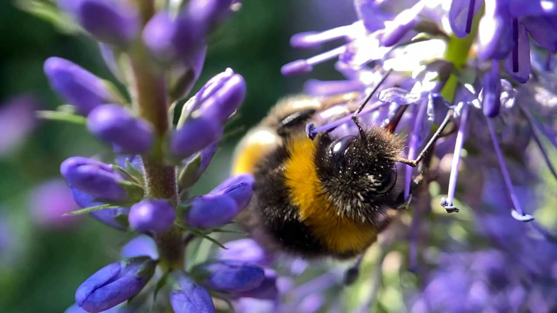 دانلود فیلم The Last Bumblebee 2024